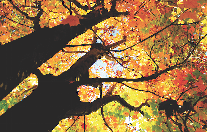 “Colorful Tree, Stowe,” by Mike Carey